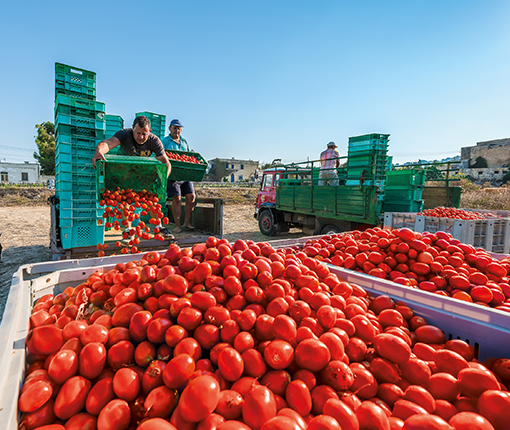 Farmers picking up tomatoes